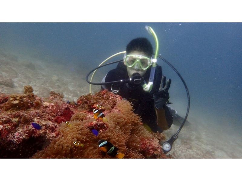 [柏岛GO！ ] 在爱媛县松山市道后的鱼类天堂“柏岛”体验潜水之旅の紹介画像