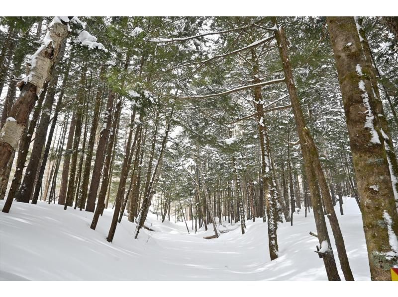 初心者・経験者どちらも歓迎！スノーシューで雪の森へ！2026【栃木・奥日光】 の紹介画像