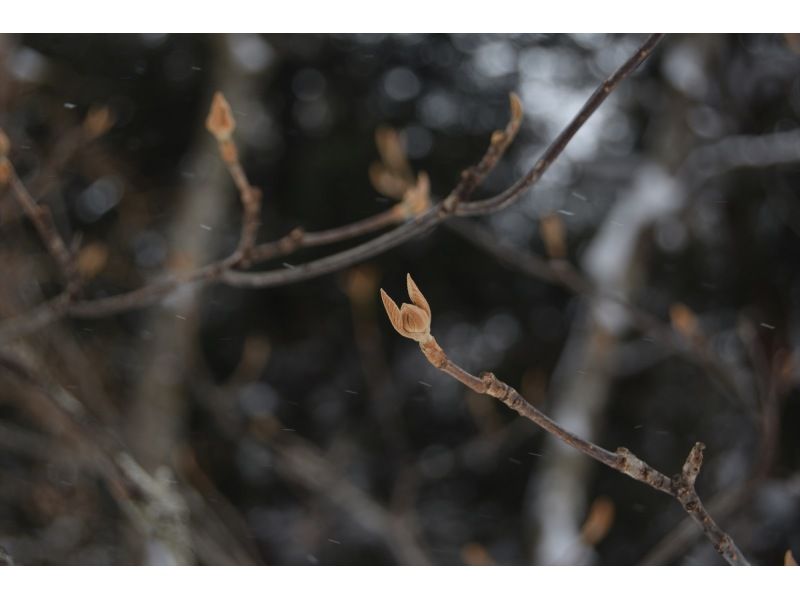 初心者・経験者どちらも歓迎！スノーシューで雪の森へ！2026【栃木・奥日光】 の紹介画像