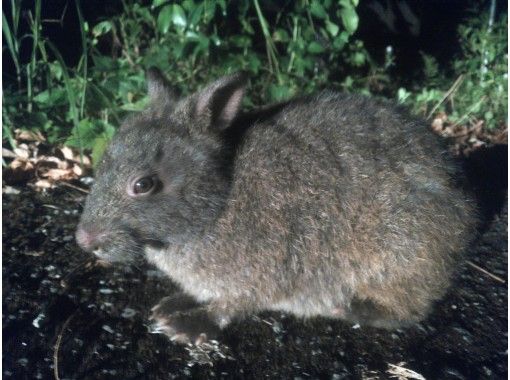 貸切 奄美大島 夜の森ツアー 特別天然記念動物との遭遇率90 以上 アクティビティジャパン