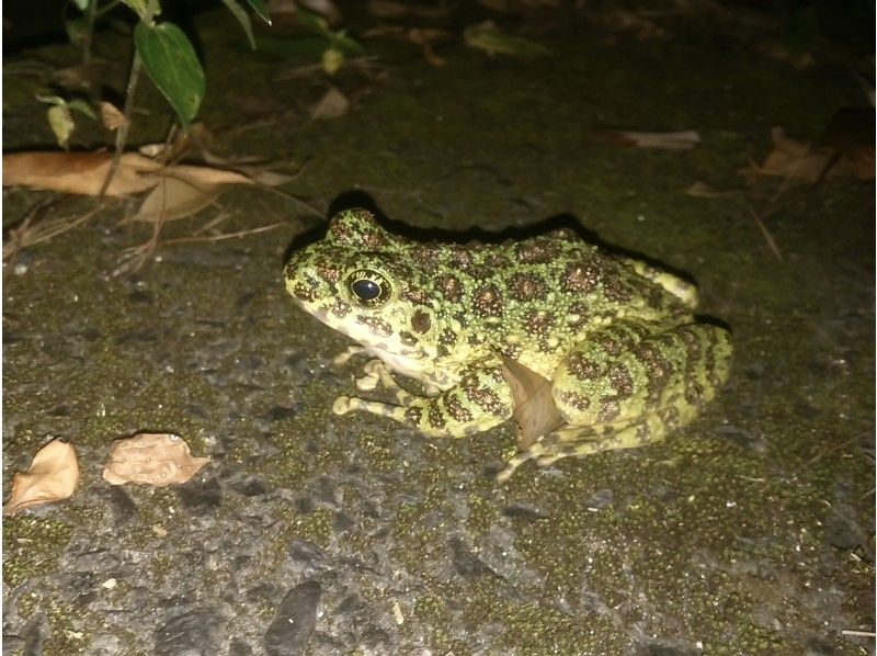 [Amami Oshima / Naze area pick-up possible] Night forest tour Encounter rate with special natural monument animals is over 90%! ★Reservation possible★の紹介画像