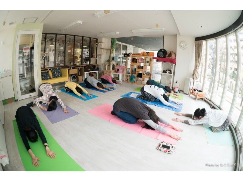 [Kanagawa/Yokohama]Female instructor carefully teaches! Beginners are safe with a small Number of participants! Cat yoga to enjoy with catsの紹介画像