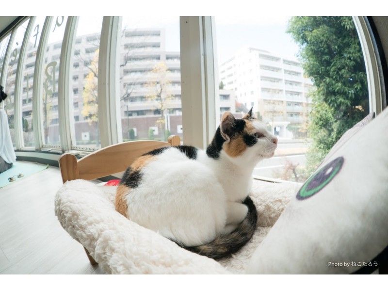 [Kanagawa/Yokohama]Female instructor carefully teaches! Beginners are safe with a small Number of participants! Cat yoga to enjoy with catsの紹介画像