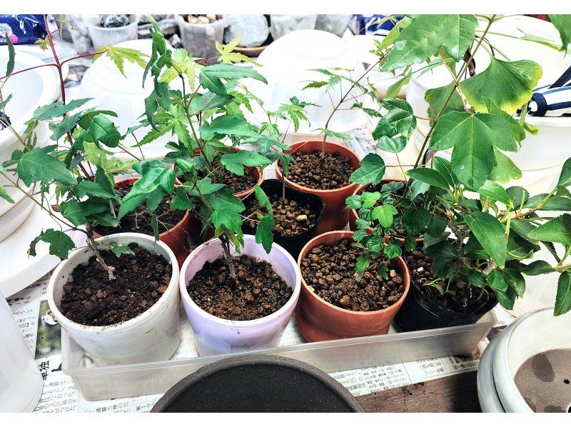 【新宿・風景盆栽】はじめての風景盆栽☆自然素材で彩る盆栽(1回)講座「13％OFFキャンペーン」の紹介画像