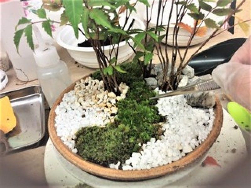 【新宿☆盆栽】はじめての方を対象にした苔盆栽『お地蔵さんのいる苔庭園』の紹介画像