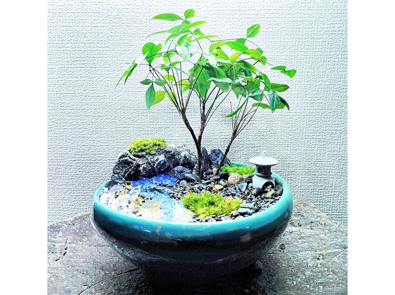 【新宿・風景盆栽】はじめての風景盆栽☆自然素材で彩る盆栽(1回)講座「13％OFFキャンペーン」の紹介画像