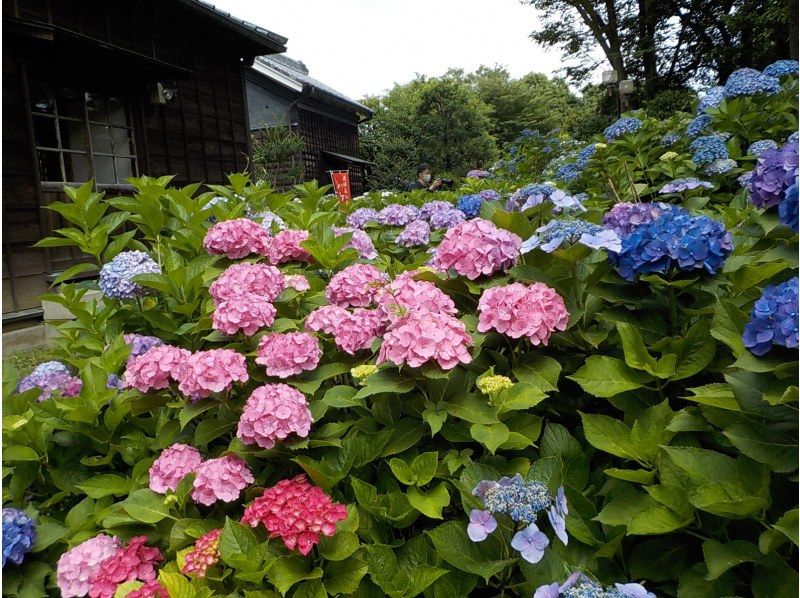 【東京・府中】6/21（日）開催！紫陽花ウォーク＆古民家ヨガ体験の紹介画像