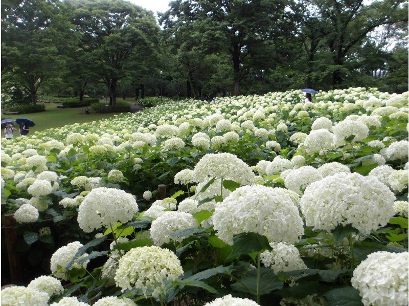 【東京・府中】6/21（日）開催！紫陽花ウォーク＆古民家ヨガ体験の紹介画像