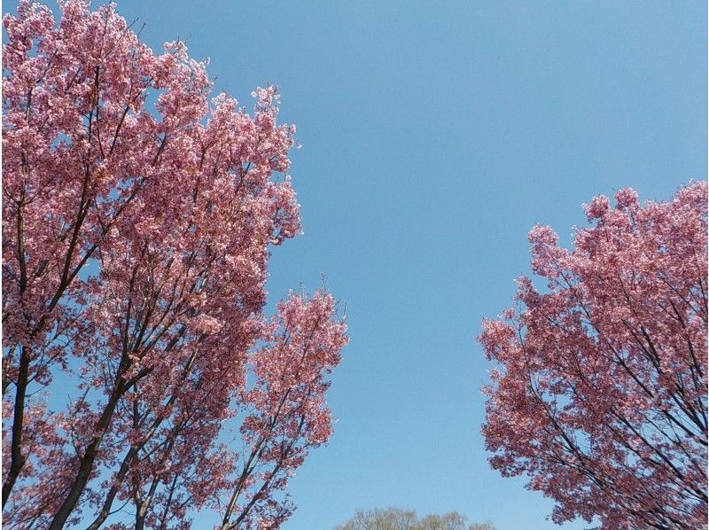 【東京・小金井】3/17（日）開催！初心者歓迎・早咲きの桜を楽しむウォーキング＆ヨガの紹介画像