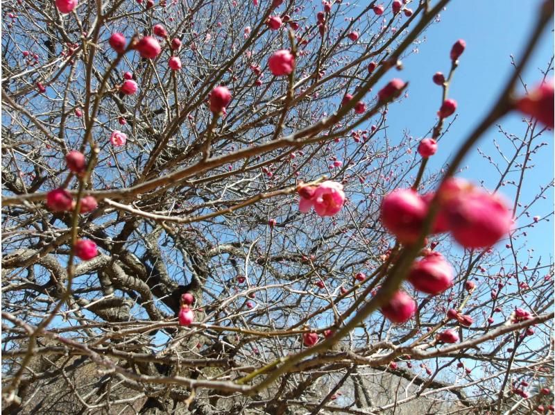 【東京・葛飾】2/15（日）開催！初心者歓迎・柴又街歩き＆ヨガ・お抹茶カフェタイムの紹介画像