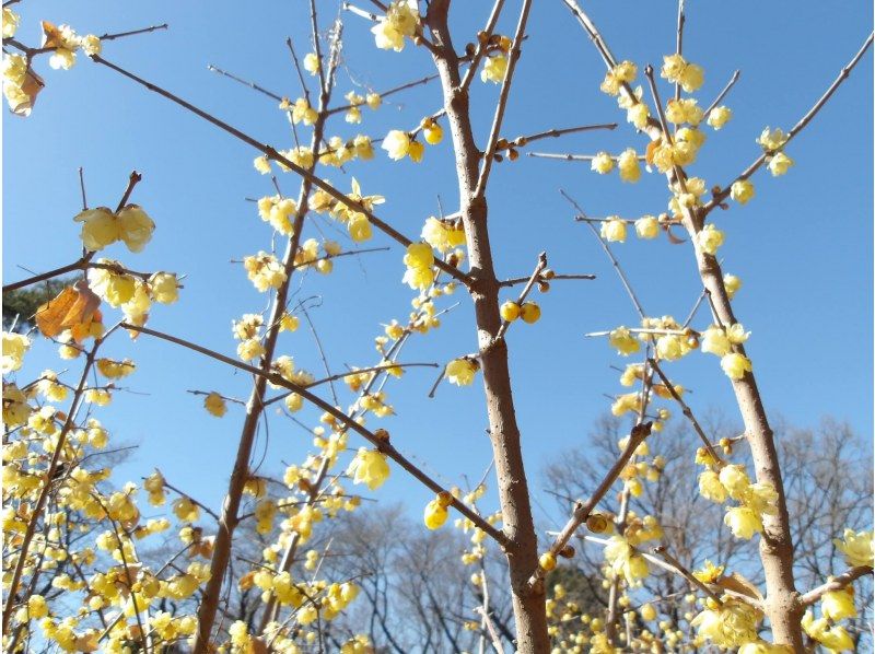 【東京・葛飾】2/15（日）開催！初心者歓迎・柴又街歩き＆ヨガ・お抹茶カフェタイムの紹介画像