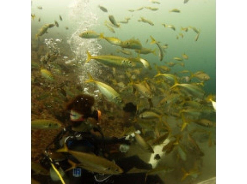 NAUI　OWライセンス取得コース！の紹介画像