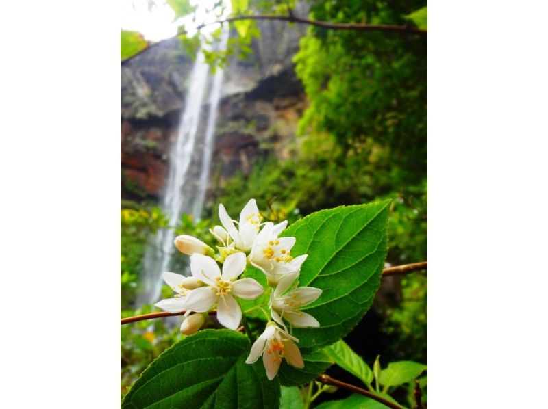 [Okinawa Iriomote Island] Capacity 7 people, small group tour ☆ Popular No. 1. Pinaisara Falls Half-day PM Waterfall basin only Canoe & trekkingの紹介画像