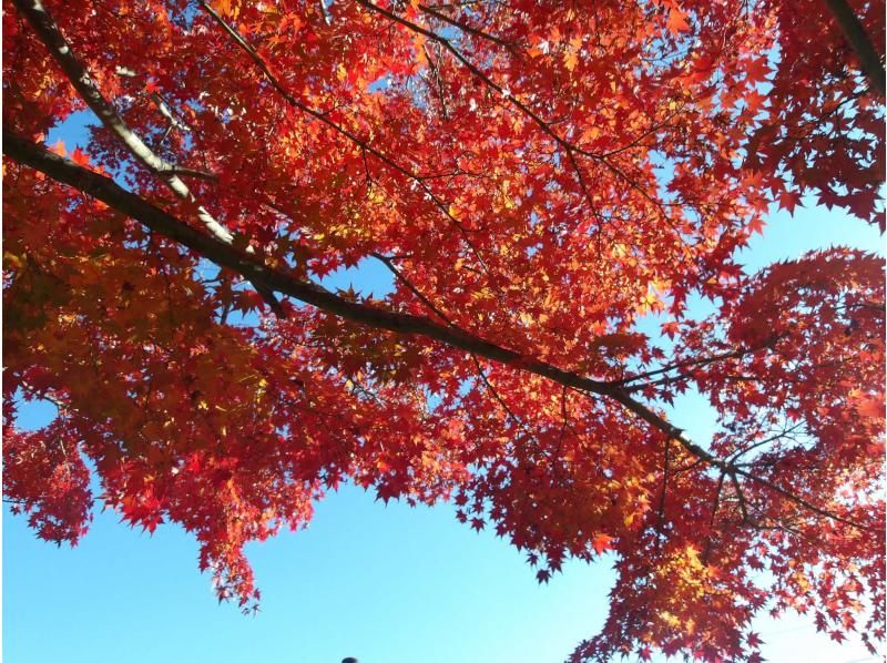 【東京・西武園】11/30（日）開催！紅葉ヨガ＆トトロの森ウォーキングの紹介画像