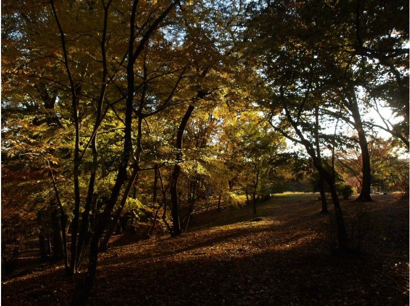 【東京・西武園】11/30（日）開催！紅葉ヨガ＆トトロの森ウォーキングの紹介画像