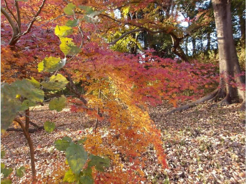 【東京・西武園】11/29（日）開催！紅葉ヨガ＆トトロの森ウォーキングの紹介画像
