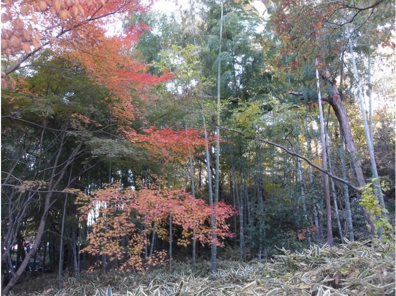【東京・西武園】12/1（日）開催！紅葉ヨガ＆トトロの森ウォーキングの紹介画像