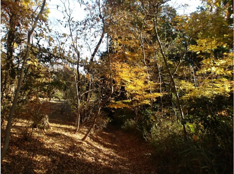 【東京・西武園】11/29（日）開催！紅葉ヨガ＆トトロの森ウォーキングの紹介画像