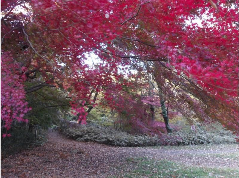 【東京・西武園】11/30（日）開催！紅葉ヨガ＆トトロの森ウォーキングの紹介画像