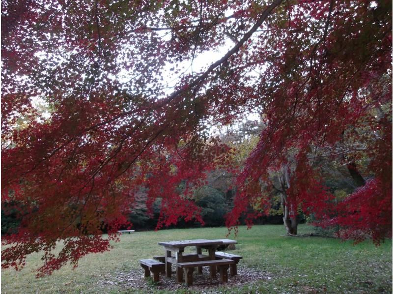 【東京・西武園】11/29（日）開催！紅葉ヨガ＆トトロの森ウォーキングの紹介画像