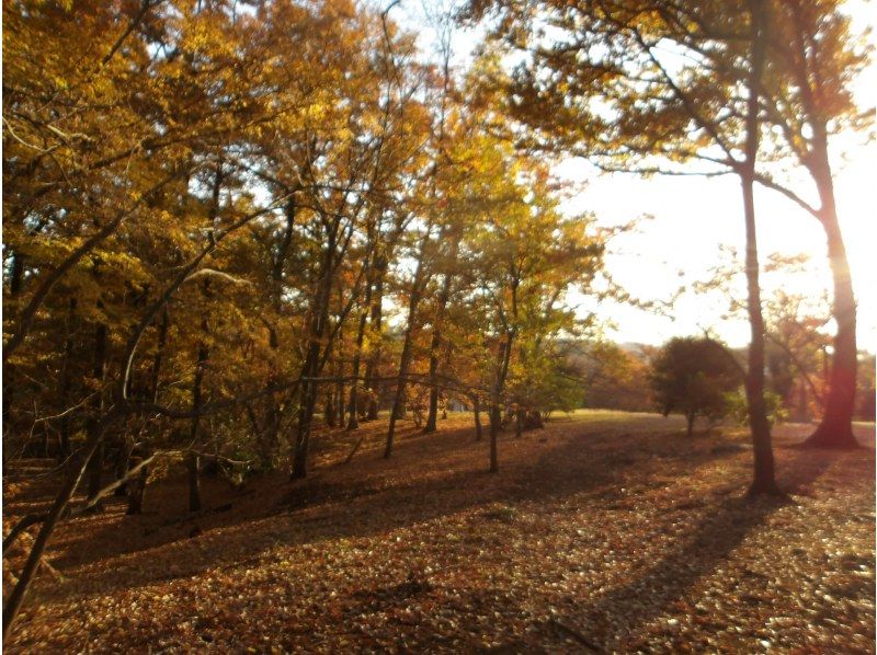【東京・西武園】11/29（日）開催！紅葉ヨガ＆トトロの森ウォーキングの紹介画像