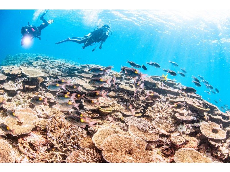 【無料送迎！木、金、土、日曜日/超お得！リゾートでダイビングを楽しみたい方】オープンウオーターダイバー＆アドバンスダイバーセットプランの紹介画像