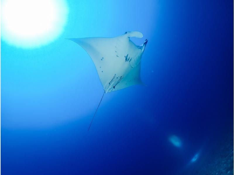 【沖縄／那覇発・慶良間諸島】ファンダイビング・魚群や大物etc...ワイド、ドリフトに特化・完全少人数制☆送迎無料！の紹介画像