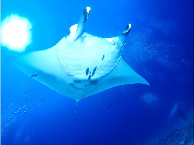 【沖縄・那覇発・慶良間開催】PADIアドバンス講習・中性浮力、ドリフトを重点講習！少人数制で確実にスキルアップ☆送迎無料の紹介画像