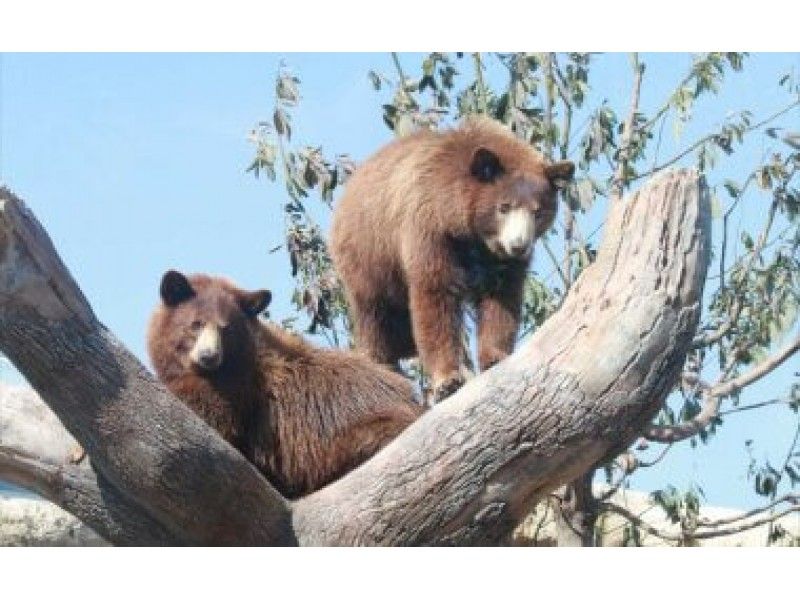 [兵庫/神戶]神戶動物王國！大折扣、特惠入場券の紹介画像