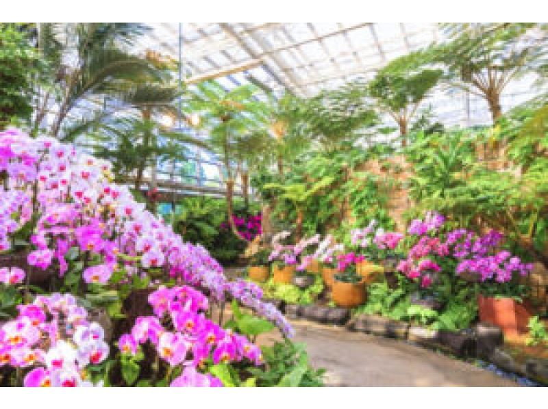 HIP-HOP BUS【나하/차탄발】오키나와 추라우미 수족관&열대 드림 센터와 만자모·비세 후쿠기 가로수·미하마 아메리칸 빌리지(B-1 코스)の紹介画像