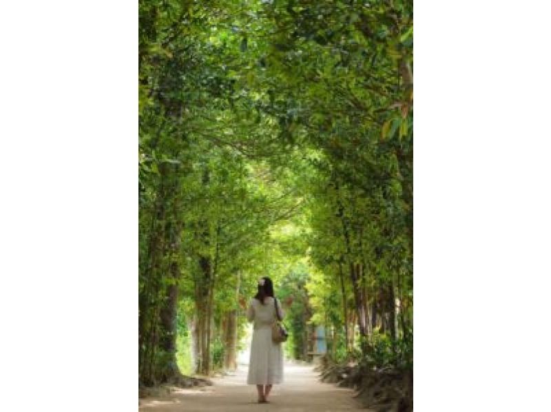 HIP-HOP BUS【나하/차탄발】오키나와 추라우미 수족관&열대 드림 센터와 만자모·비세 후쿠기 가로수·미하마 아메리칸 빌리지(B-1 코스)の紹介画像