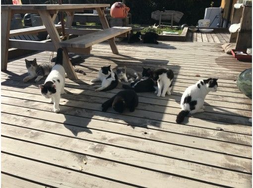 宮城県 石巻 猫の島 田代島 と金運アップの神秘の島 金華山 をめぐる離島ツアー1泊2日 アクティビティジャパン 宮城県 石巻 猫の島 田代島 と金運アップの神秘の島 金華山 をめぐる離島ツアー1泊2日 アクティビティジャパン