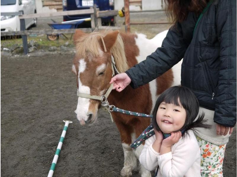 The first challenge of the children [riding experience with triple-Hokusei]! Pony school experience course (children up to 3 to 9 years of age)の紹介画像