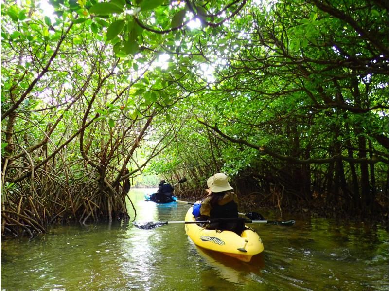 [Okinawa, Ishigaki Island] Reservations accepted up until 12:00 on the day! Small group ☆ Mangrove kayak jungle exploration ☆ 1.5 hour local meeting planの紹介画像