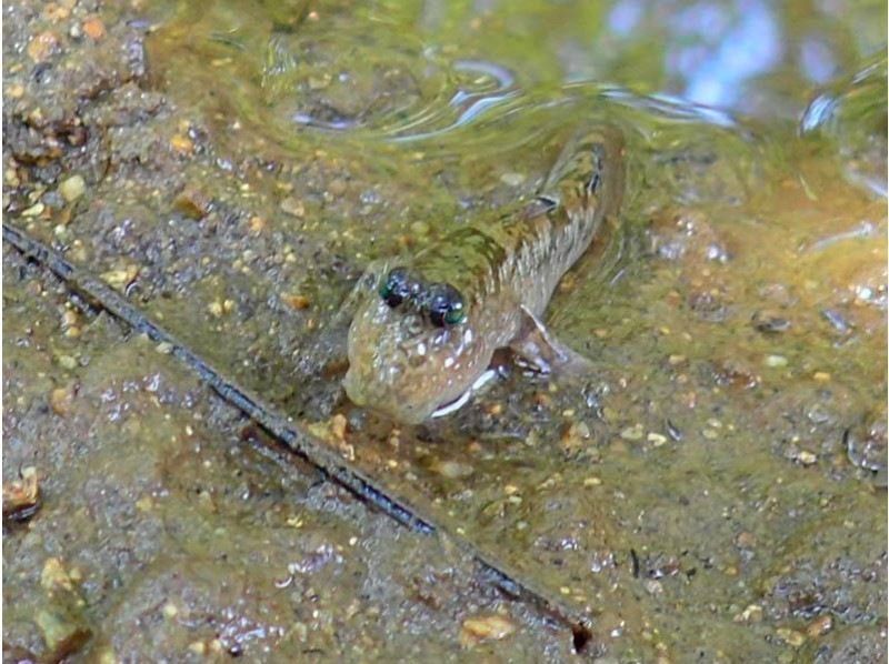 [Okinawa, Ishigaki Island] Reservations accepted up until 12:00 on the day! Small group ☆ Mangrove kayak jungle exploration ☆ 1.5 hour local meeting planの紹介画像