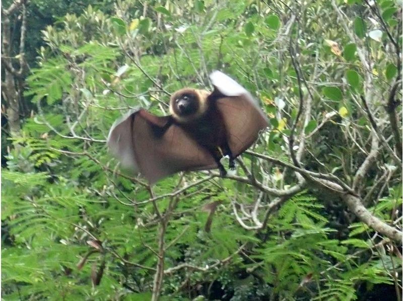 [Okinawa, Ishigaki Island] Reservations accepted up until 12:00 on the day! Small group ☆ Mangrove kayak jungle exploration ☆ 1.5 hour local meeting planの紹介画像