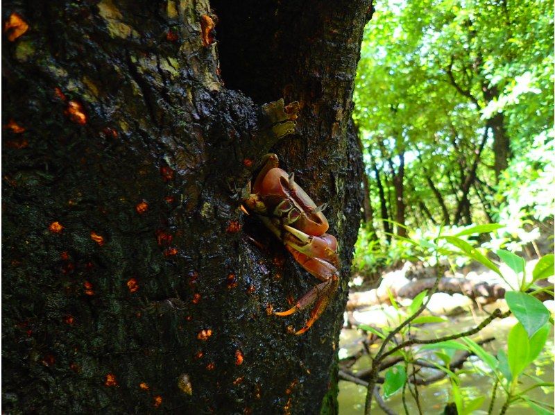 [Okinawa, Ishigaki Island] Reservations accepted up until 12:00 on the day! Small group ☆ Mangrove kayak jungle exploration ☆ 1.5 hour local meeting planの紹介画像