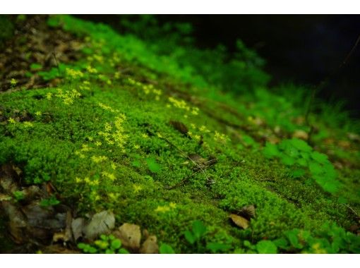 コケの聖地 赤目渓谷 ガイドと歩くワクワク苔さんぽ アクティビティジャパン