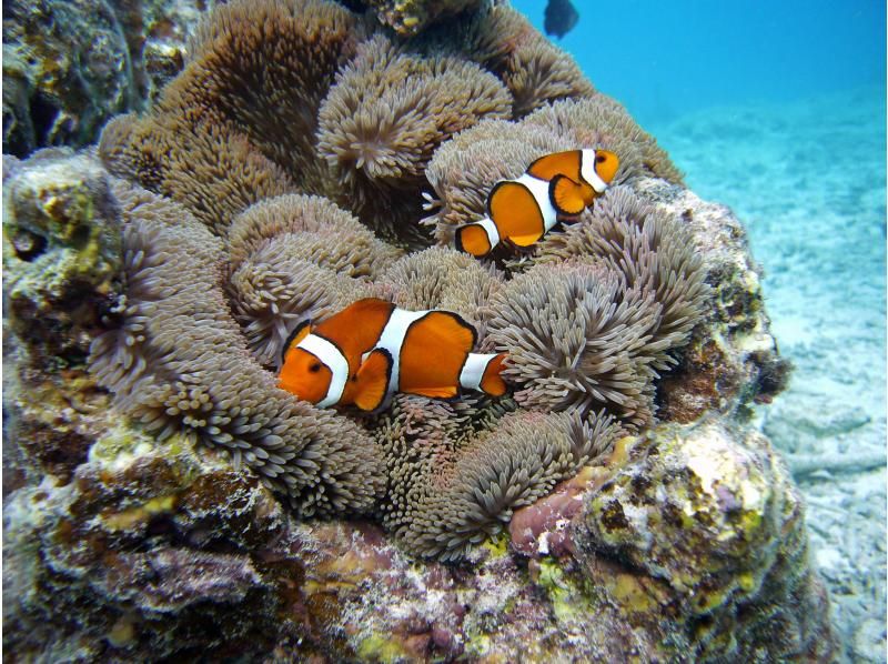 [Okinawa Onna Village Blue Cave] "Blue Cave Experience Diving & 2 Marine Sports Set" for ages 10 and up, camera & towel rental includedの紹介画像