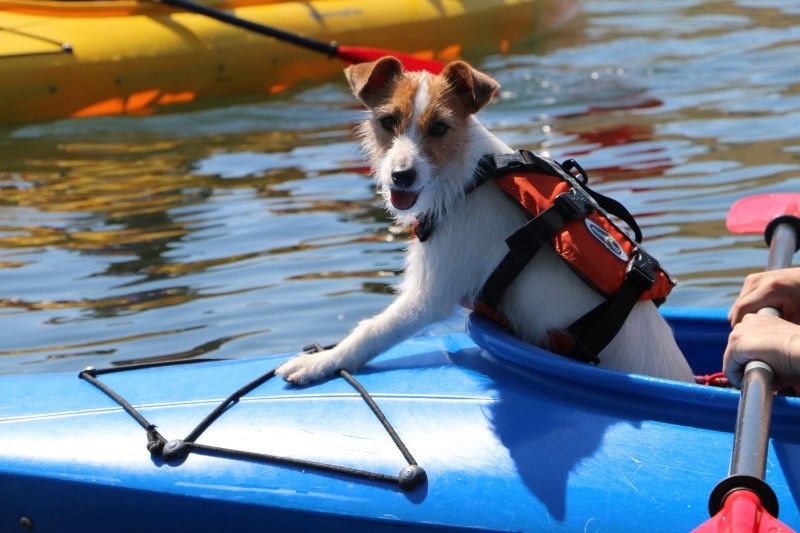 犬と一緒に楽しめるアクティビティ　エコツアー・ネイチャーガイドツアー