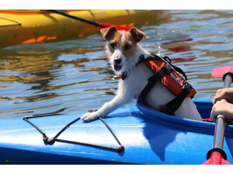[Together with the dog] Nature enjoyment, Lake Shirakaba Nature Canoe Tourの紹介画像