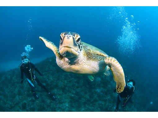 屋久島 体験ダイビング 憧れのウミガメに会いたい より長く潜ることでウミガメ遭遇率を上げるスペシャル1ダイブ コース アクティビティジャパン