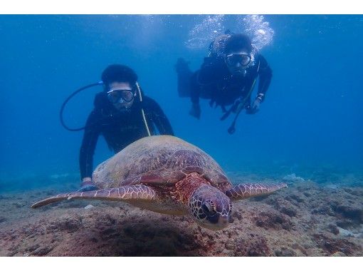 屋久島 体験ダイビング 憧れのウミガメに会いたい より長く潜ることでウミガメ遭遇率を上げるスペシャル1ダイブ コース アクティビティジャパン