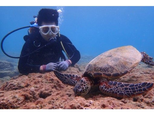 屋久島 体験ダイビング 憧れのウミガメに会いたい より長く潜ることでウミガメ遭遇率を上げるスペシャル1ダイブ コース アクティビティジャパン