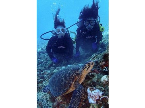 屋久島 体験ダイビング 憧れのウミガメに会いたい より長く潜ることでウミガメ遭遇率を上げるスペシャル1ダイブ コース アクティビティジャパン