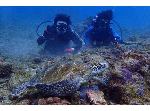 屋久島 体験ダイビング 憧れのウミガメに会いたい より長く潜ることでウミガメ遭遇率を上げるスペシャル1ダイブ コース アクティビティジャパン