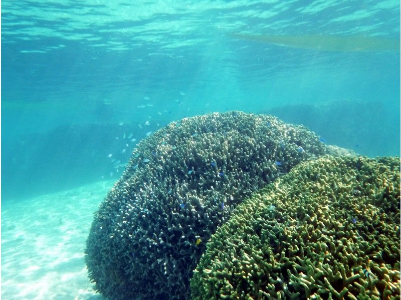 【沖縄・石垣島】サンゴの楽園 シーカヤック＆シュノーケリングのデイツアー ビーチでランチ付き！の紹介画像