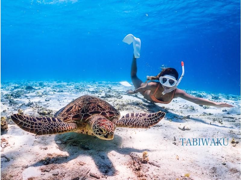 [Miyakojima] 100% sea turtle encounter rate! Photo contest gold medal winner★Full refund guarantee if you are not satisfied! You are sure to have great memories with all the data presents!の紹介画像
