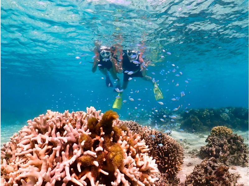 [Miyakojima] 100% sea turtle encounter rate! Photo contest gold medal winner★Full refund guarantee if you are not satisfied! You are sure to have great memories with all the data presents!の紹介画像