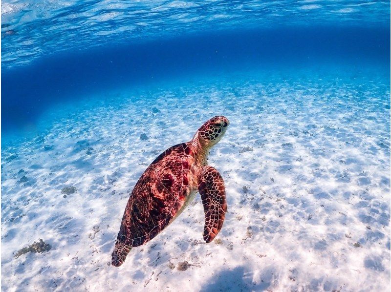 [Miyakojima] 100% sea turtle encounter rate! Photo contest gold medal winner★Full refund guarantee if you are not satisfied! You are sure to have great memories with all the data presents!の紹介画像